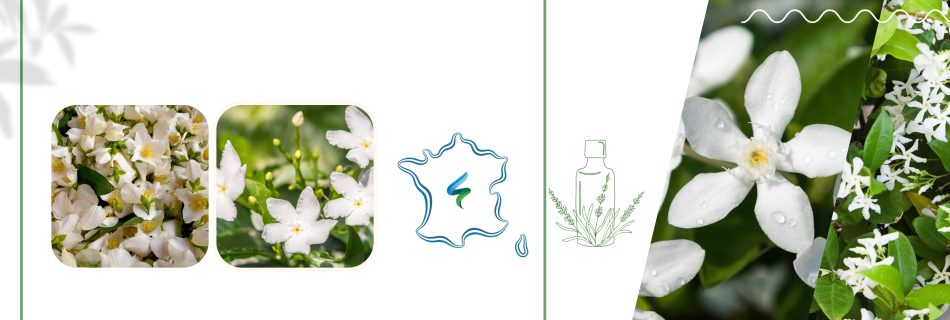 essential oils Egypt Jasmine extraction Lisha essential oils