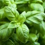 Basil essential oil