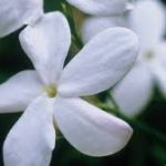 Jasmine flower LISHA essential Oils Egypt