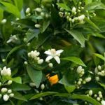 Neroli essential oil