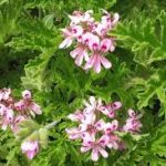 Geranium essential oil