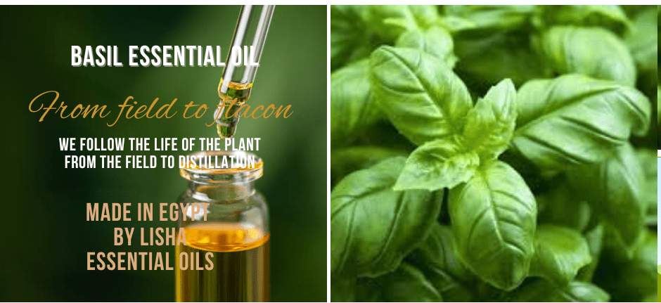 BASIL ESSENTIAL OIL FROM LISHA ESSENTIAL OILS