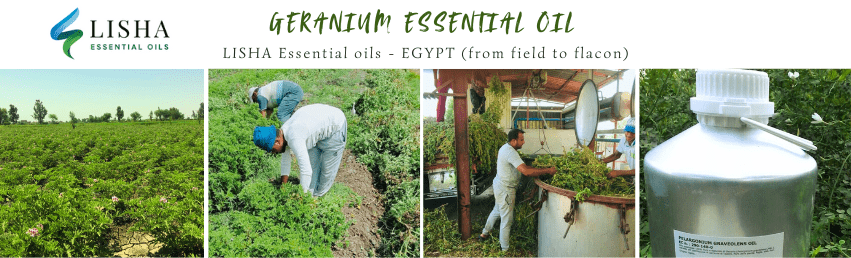 Geranium Essential oil - EGYPT - LISHA essential oils