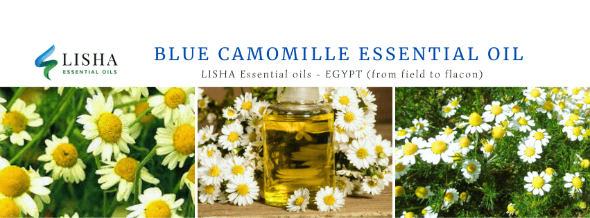Bleu Camomille (Camomille Bleue) essential oil - LISHA Essential oils - Egypt