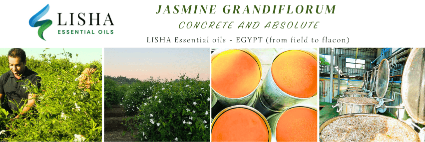 Jasmine Absolute Egypt by LISHA Essential oils